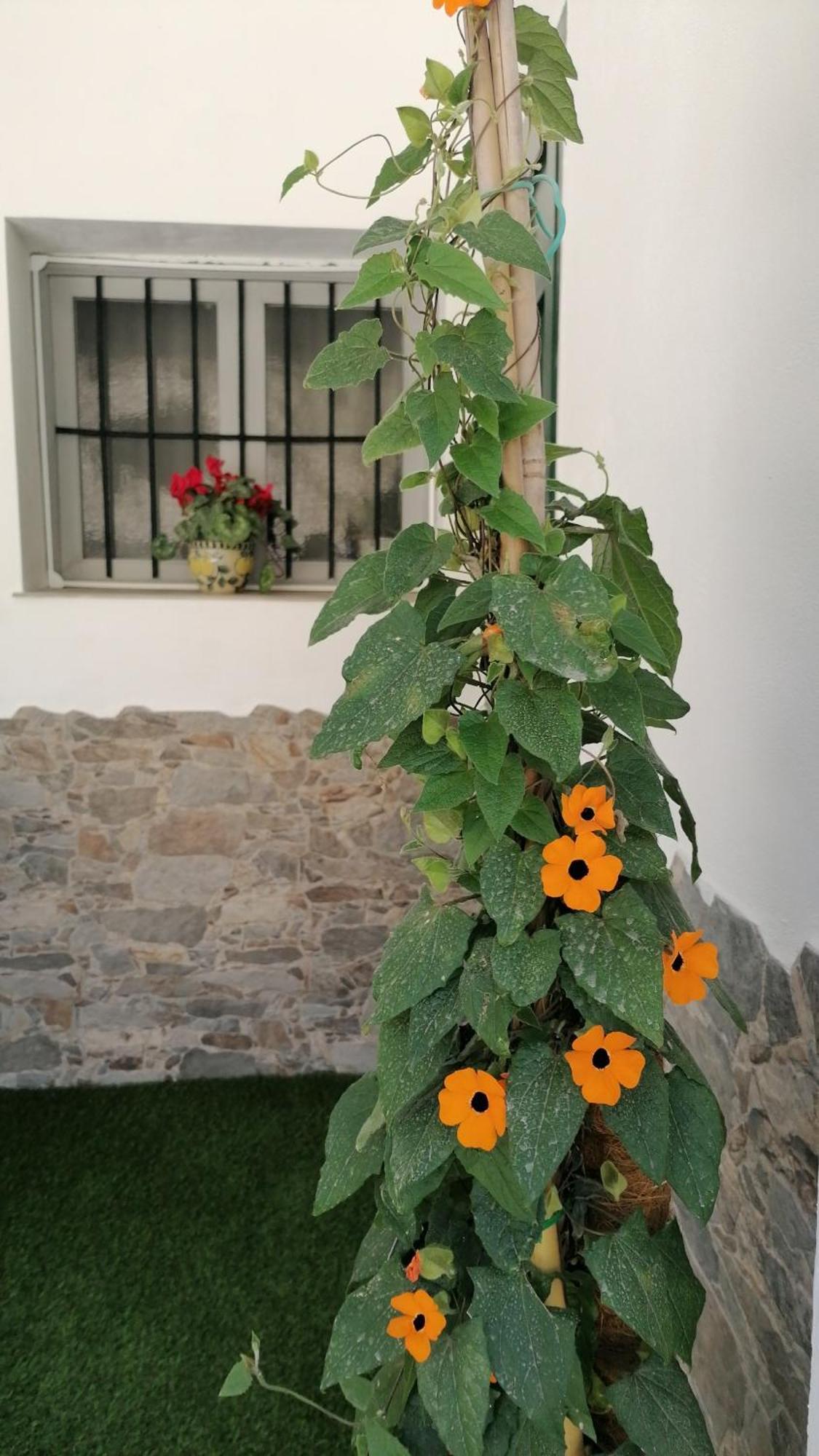 La Casa De La Abuela Lägenhet Pinos Genil Exteriör bild